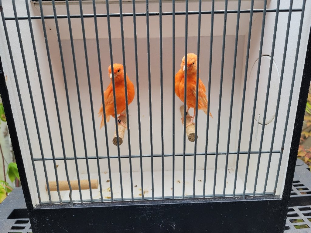 Rode kanaries, Dieren en Toebehoren, Meerdere dieren, Kleurkanarie