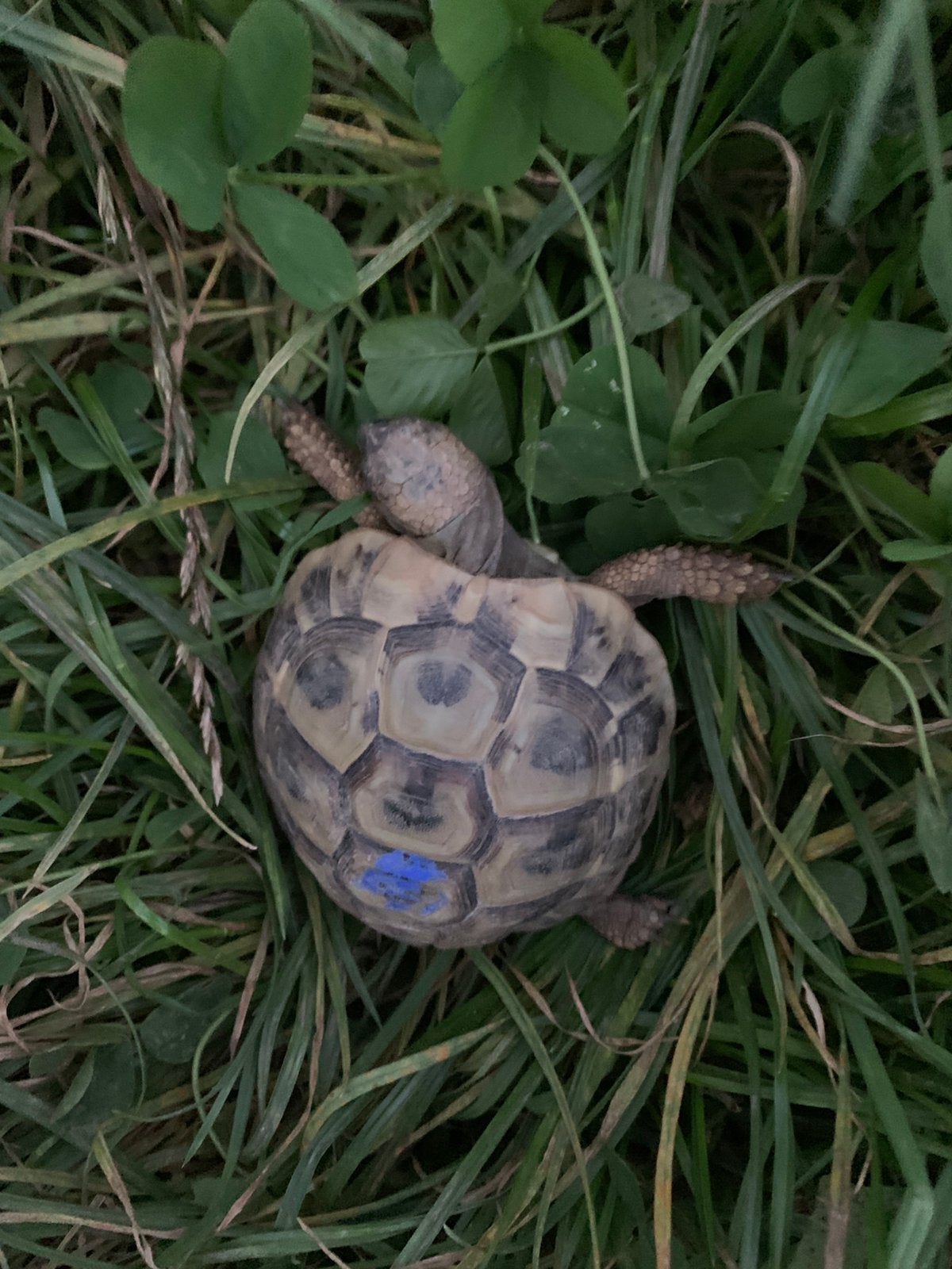 Landschildpad, Griekse landschildpad, Thb Tortoise photo 2