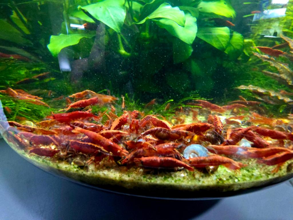 Fire red garnalen neocaridina rood hoge kwaliteit!, Kreeft, Krab of Garnaal