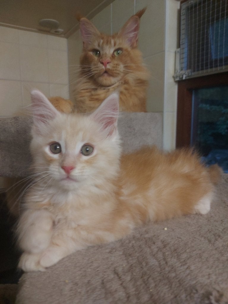 Russische Maine Coon Kittens, Kater, Met stamboom, 0 tot 2 jaar