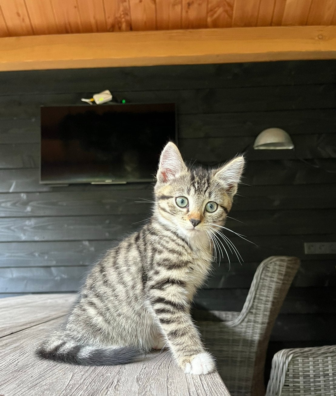 Boerderij kitten, Dieren en Toebehoren, Kater, Kortharig, 0 tot 2 jaar