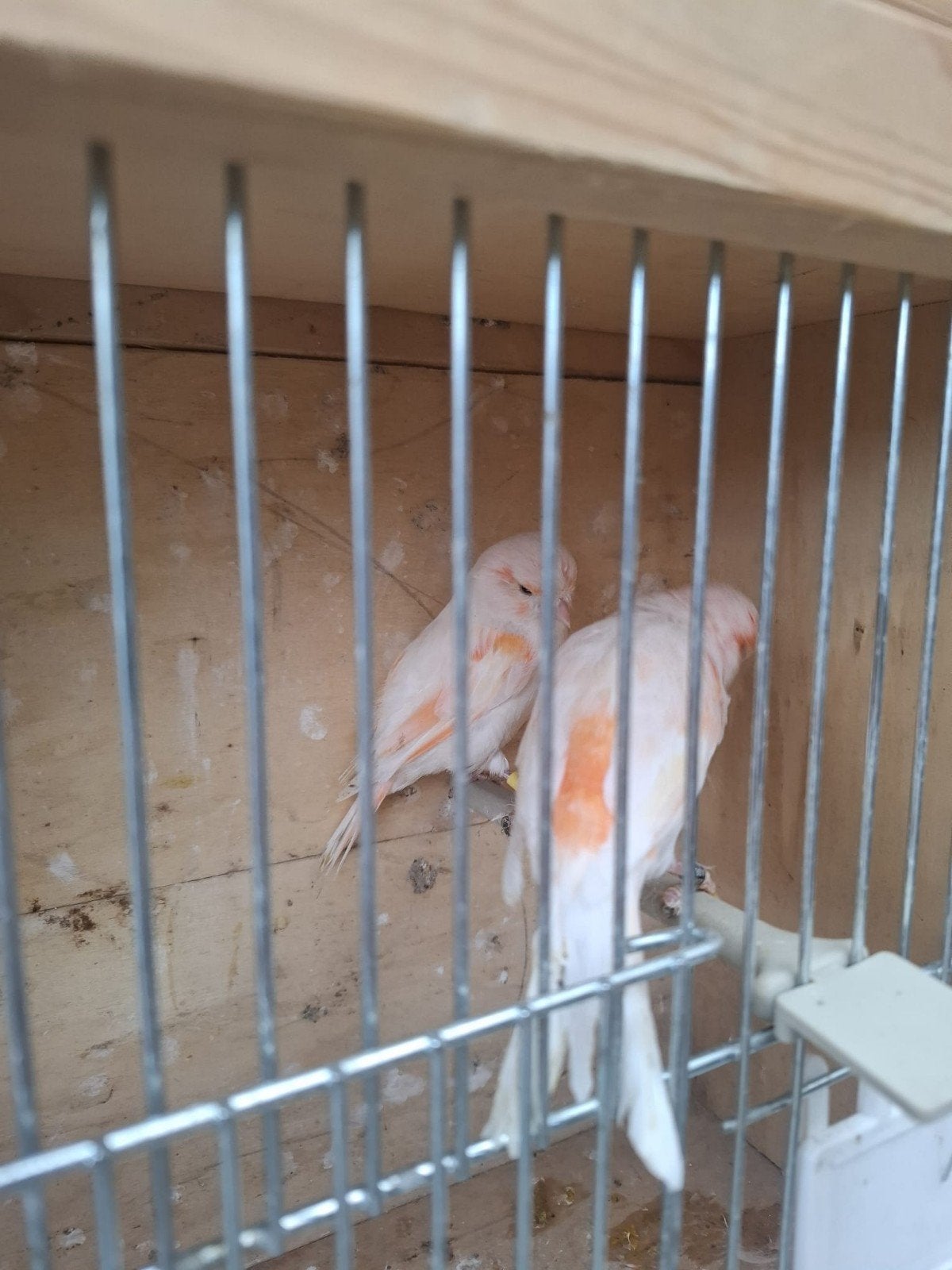 Koppel rood mozaïek kanarie, Dieren en Toebehoren, Meerdere dieren, Kleurkanarie