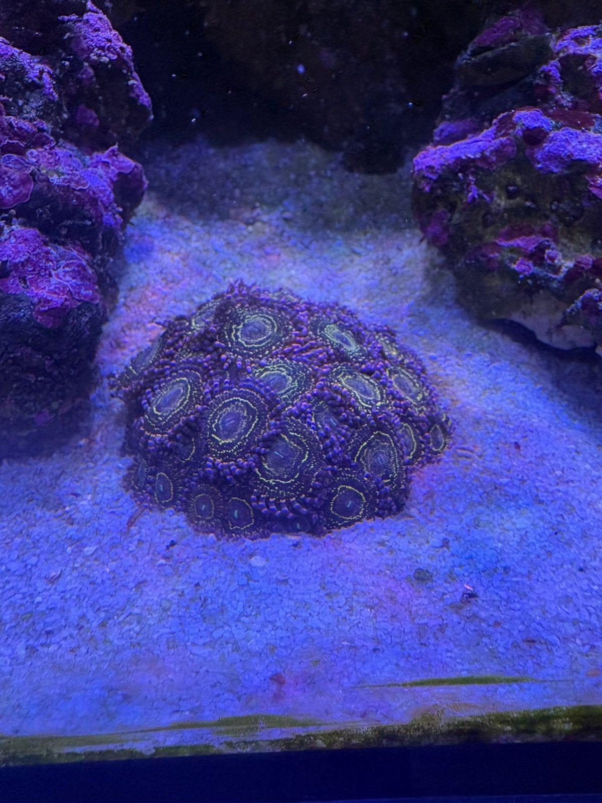 Zoanthus stratosphere stekken