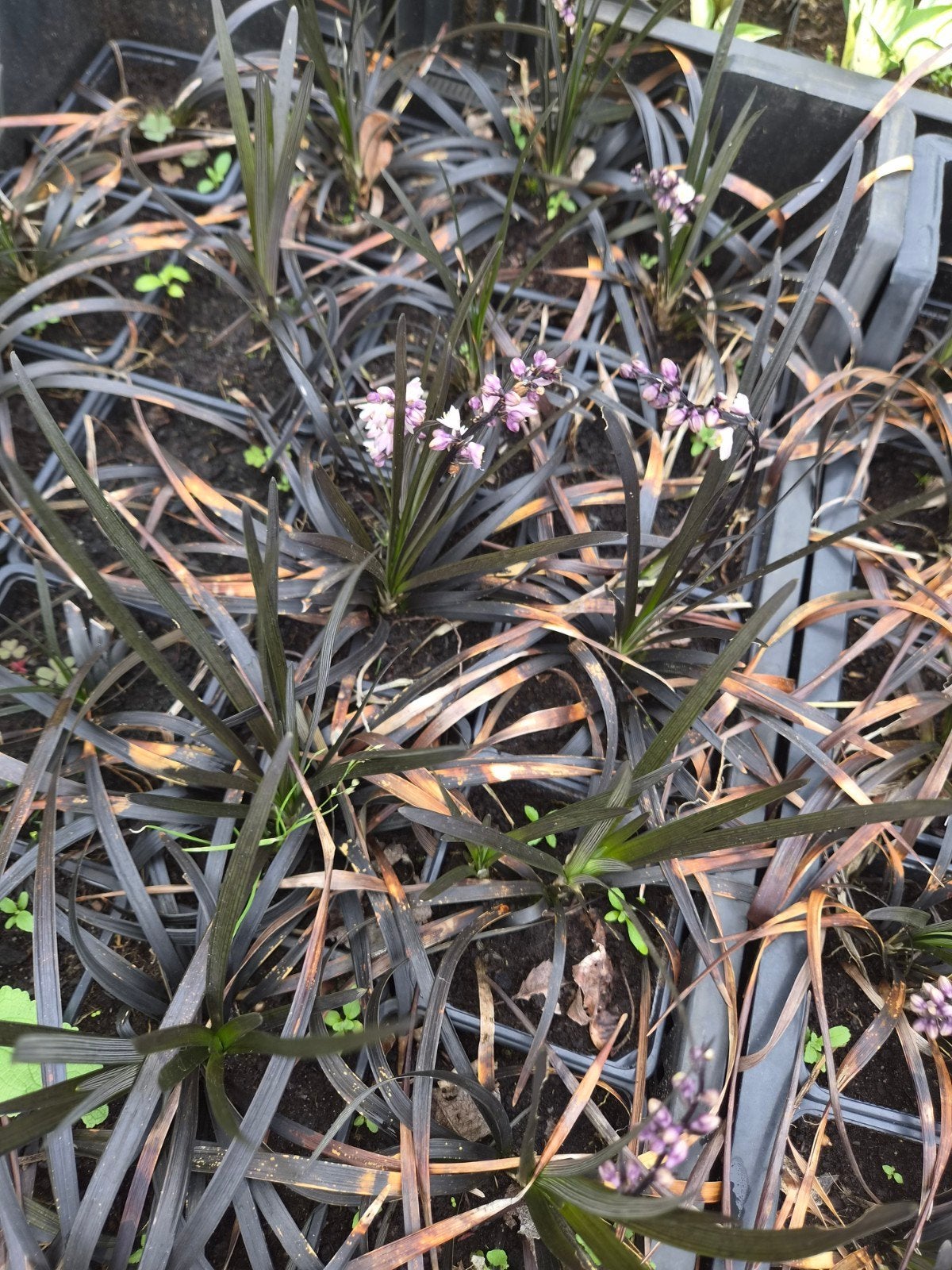 Zwart Slangenbaard 'Niger' (Ophiopogon planiscapus 'Niger'), Ophalen of Verzenden