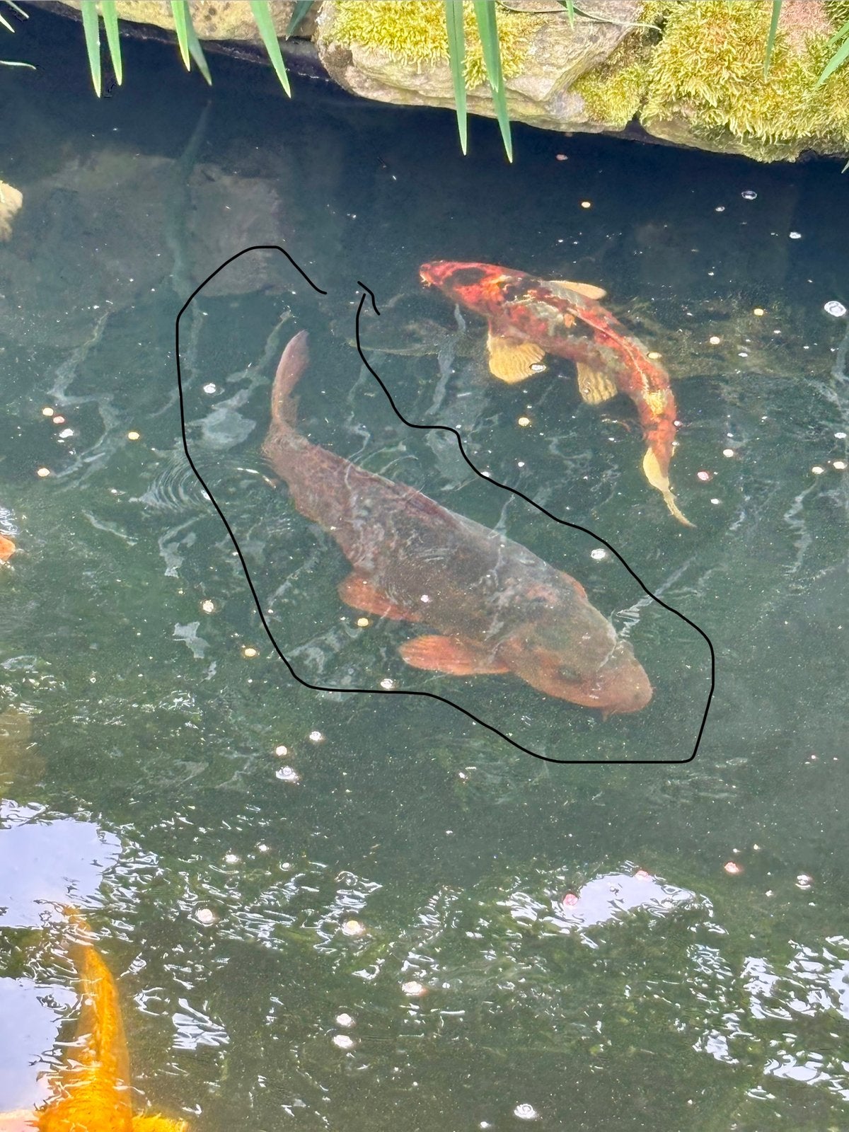 Koi karper goud/bruin, zeker 65 cm, Karper of Koi