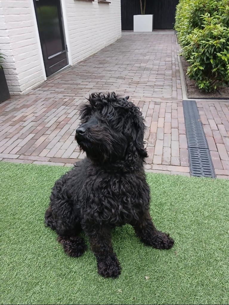 Zwart / bruin, Eén hond, 3 tot 5 jaar, Nederland, Particulier