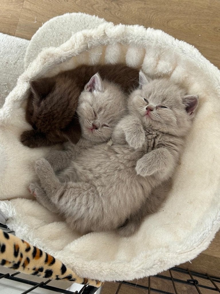 Prachtige britse korthaar kittens met stamboom, Meerdere dieren, Met stamboom, 0 tot 2 jaar