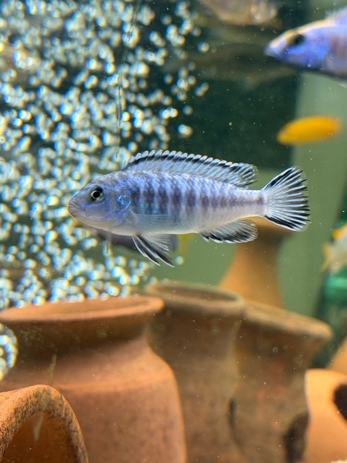 Malawi cichliden