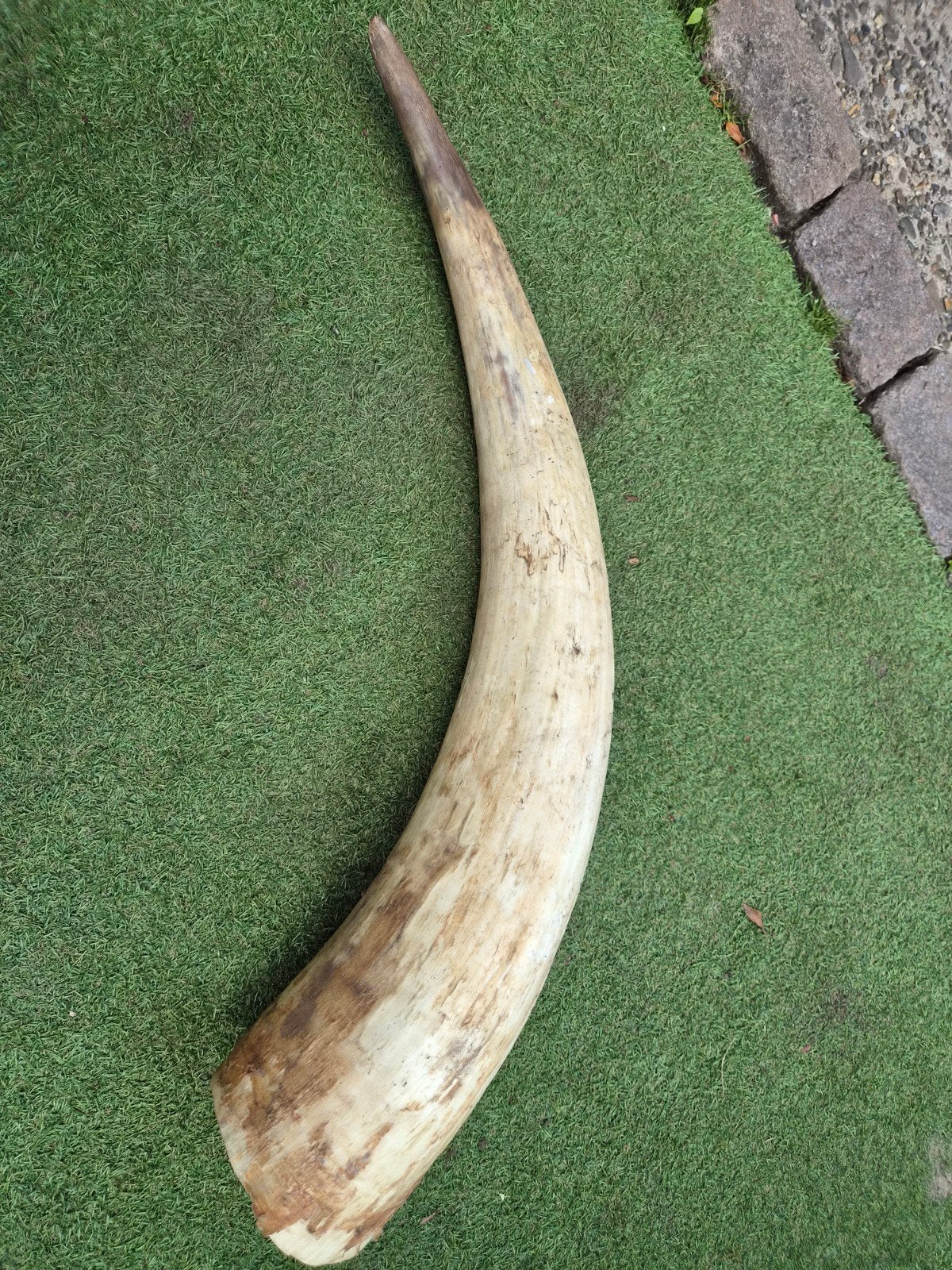 Grote authentieke runderhoorn uit Oeganda – ca. 75 cm, Ophalen, Overige typen