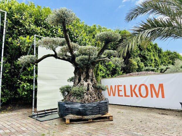 Olijfboom pon-pon - Olea Europaea, Tuin en Terras, Planten | Bomen, Ophalen of Verzenden, Olijfboom, 250 tot 400 cm, Zomer