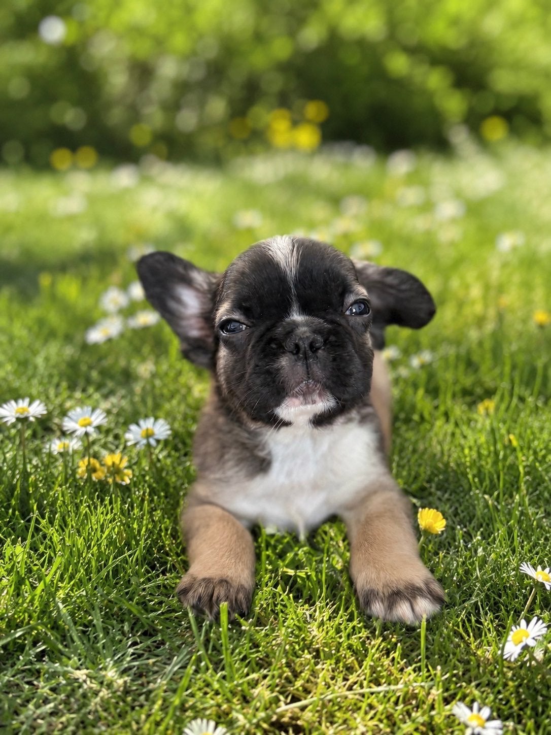 Franse bulldog fluffy tricolor, 15 weken tot 1 jaar, Reu, Parvo, Bulldog
