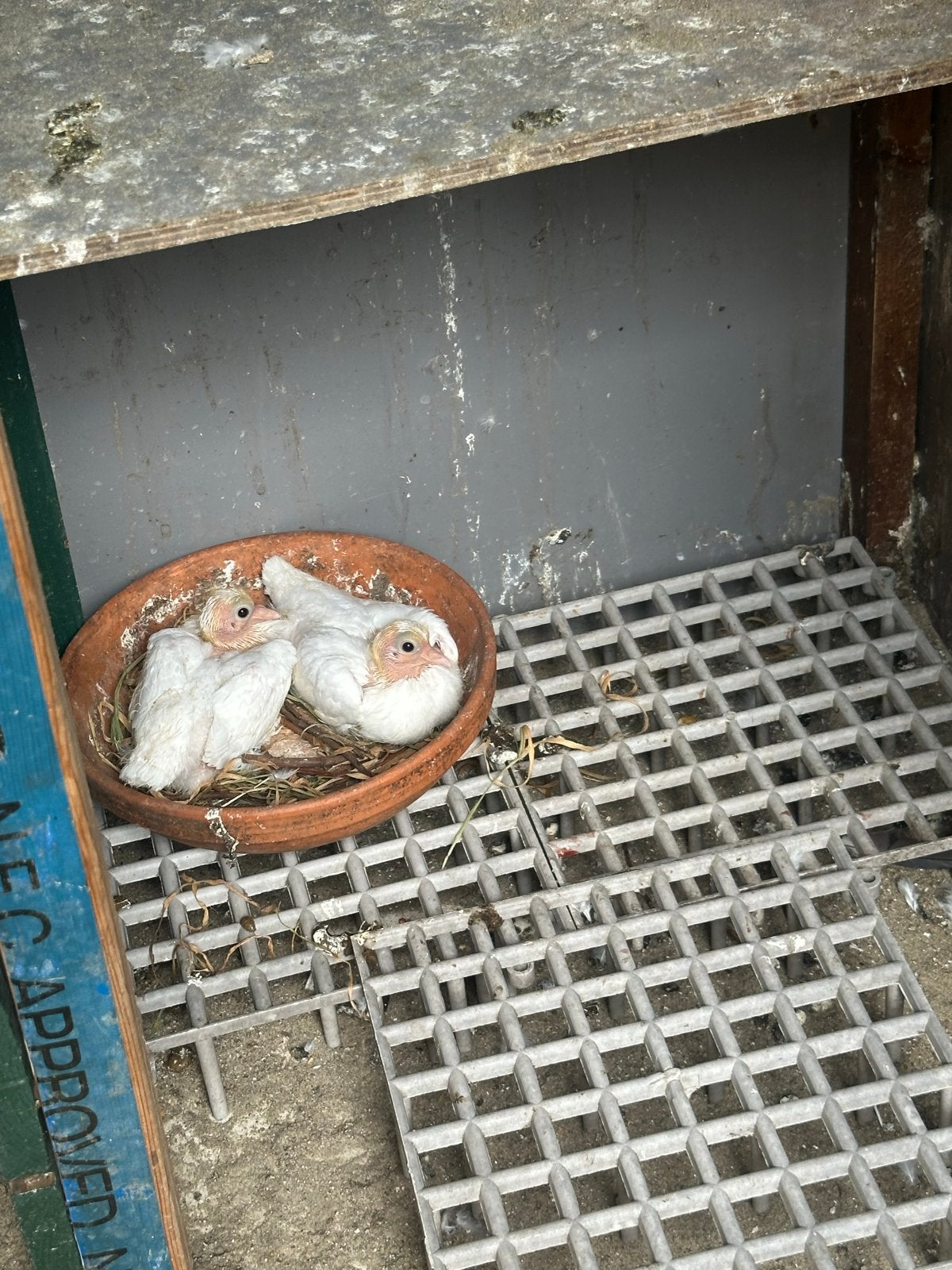 takla Duiven, Dieren en Toebehoren, Vogels | Duiven, Meerdere dieren, Postduif