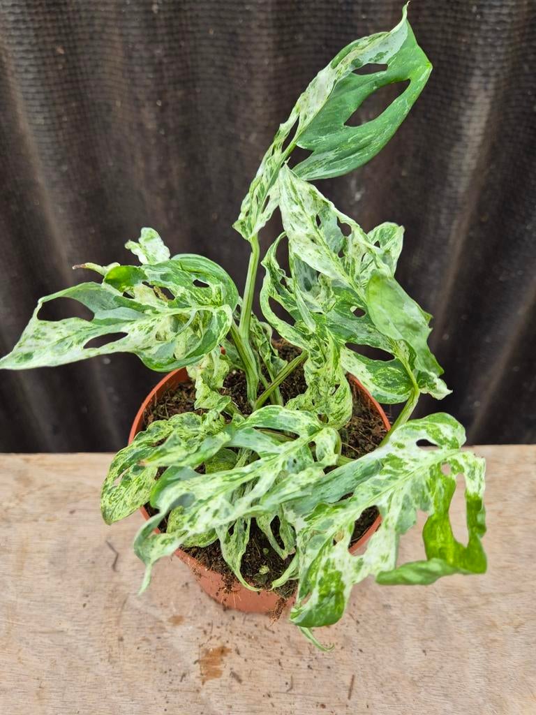 Monstera Frozen Freckless p12 (5), Ophalen of Verzenden, Halfschaduw, Minder dan 100 cm