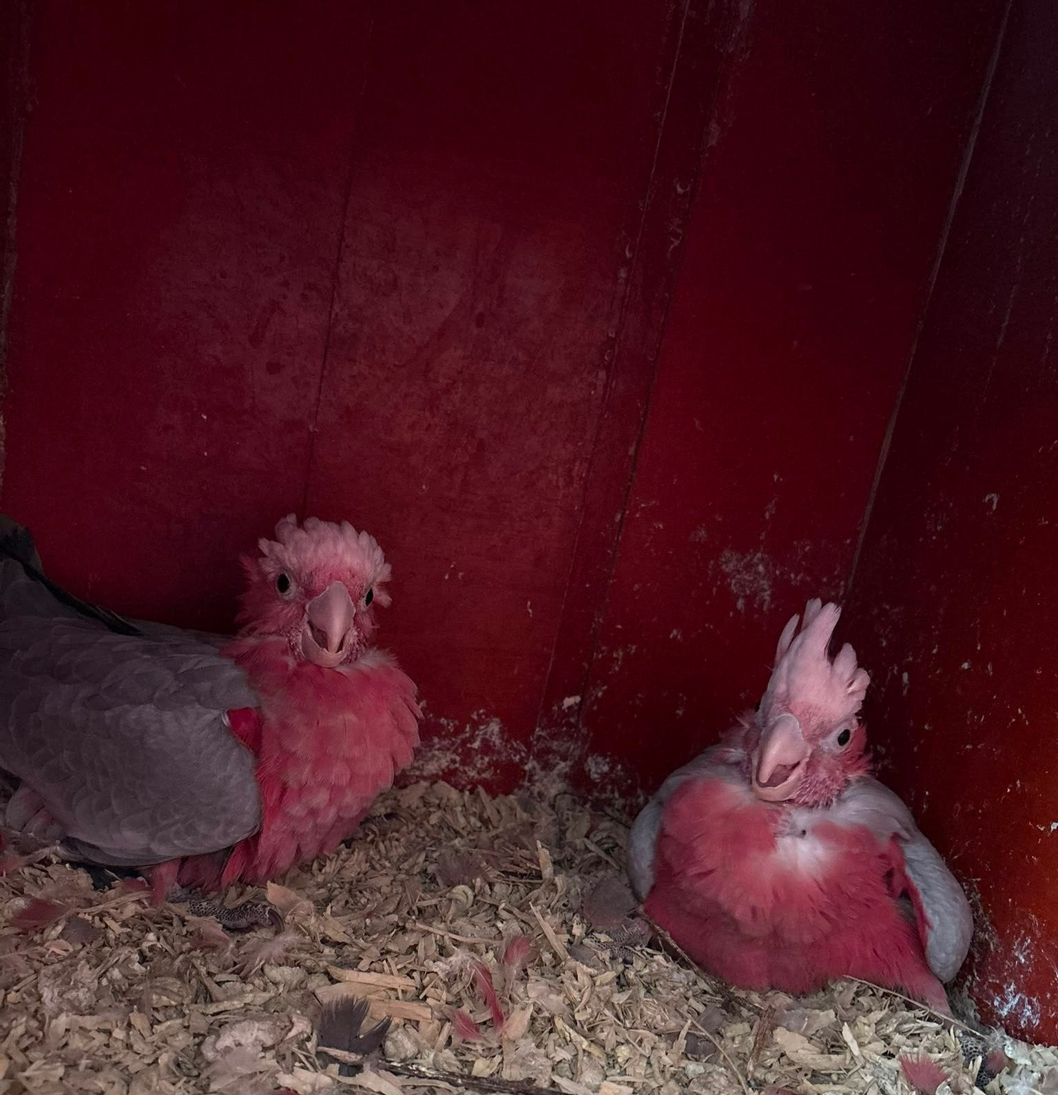Jonge Rose kaketoe, Geslacht onbekend, Papegaai, Geringd