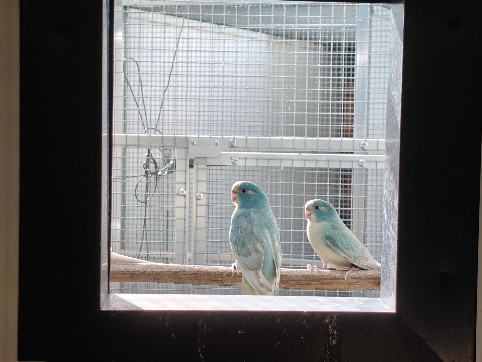 8 kweekkoppels kakariki, Dieren en Toebehoren, Vogels | Parkieten en Papegaaien, Meerdere dieren, Parkiet, Geringd