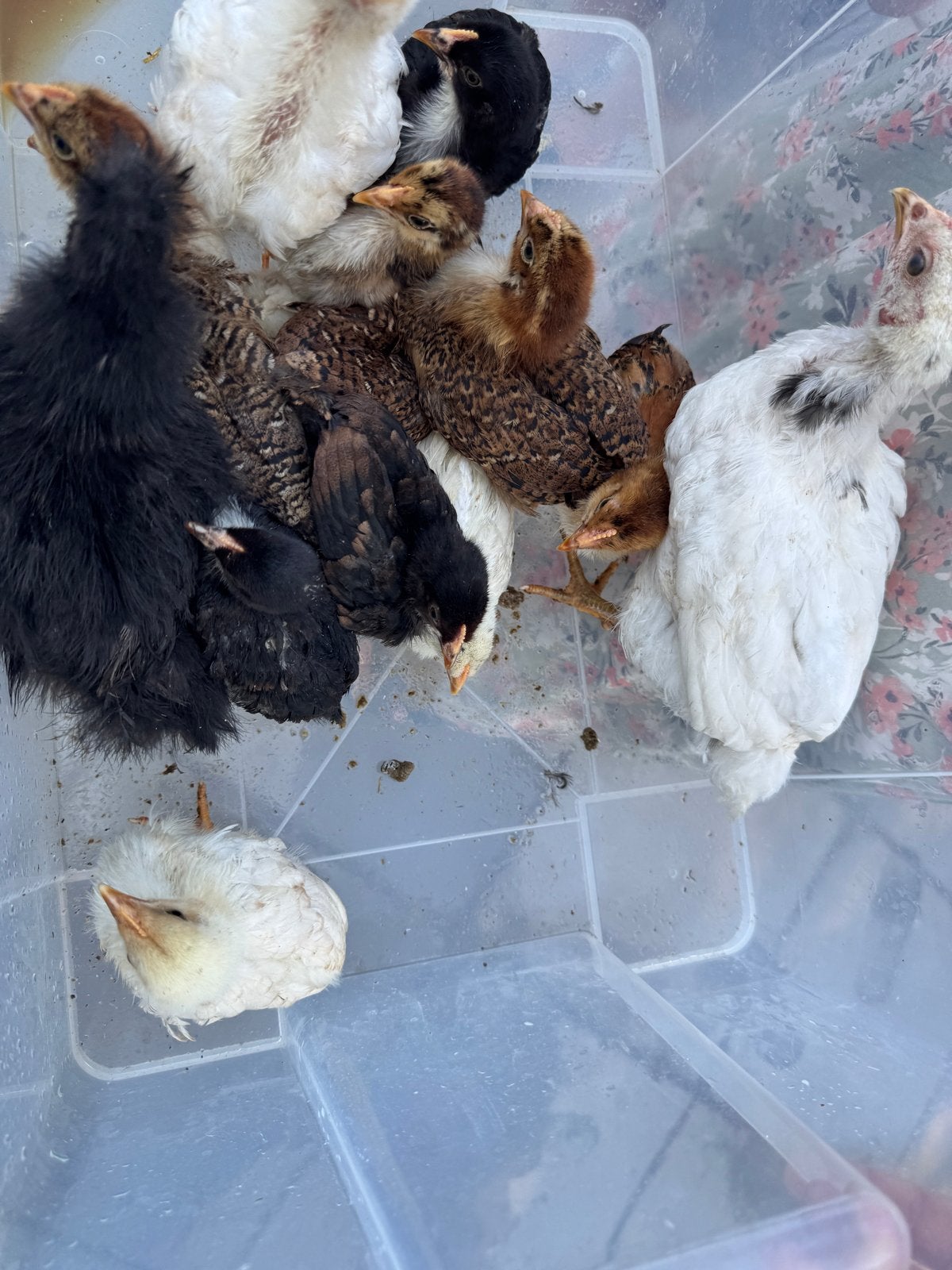 13 Barnevelder 1 zijdehoender kuiken  Geslacht niet bekend!, Geslacht onbekend, Kip