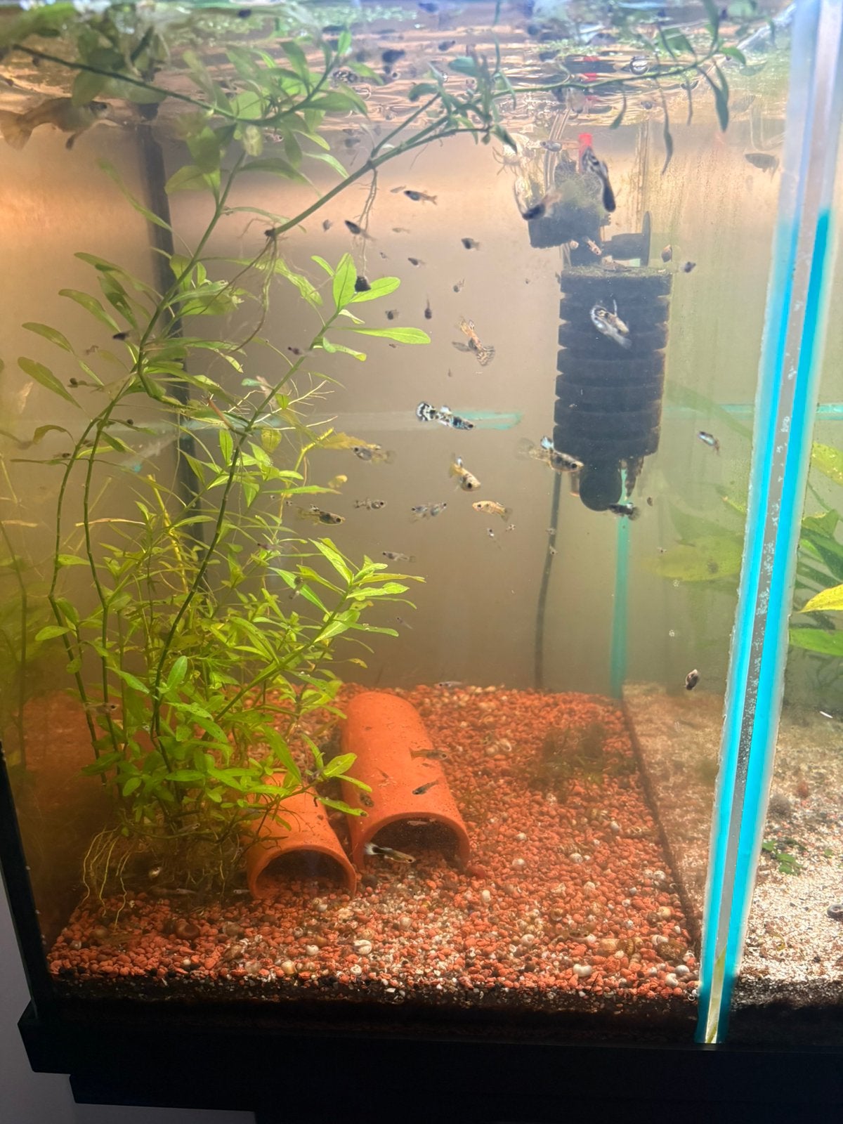 Aanbieding 50 jonge Yellow Tiger King Cobra voor maar €20,00, Ophalen, Zo goed als nieuw, Plant(en), Steen of Hout