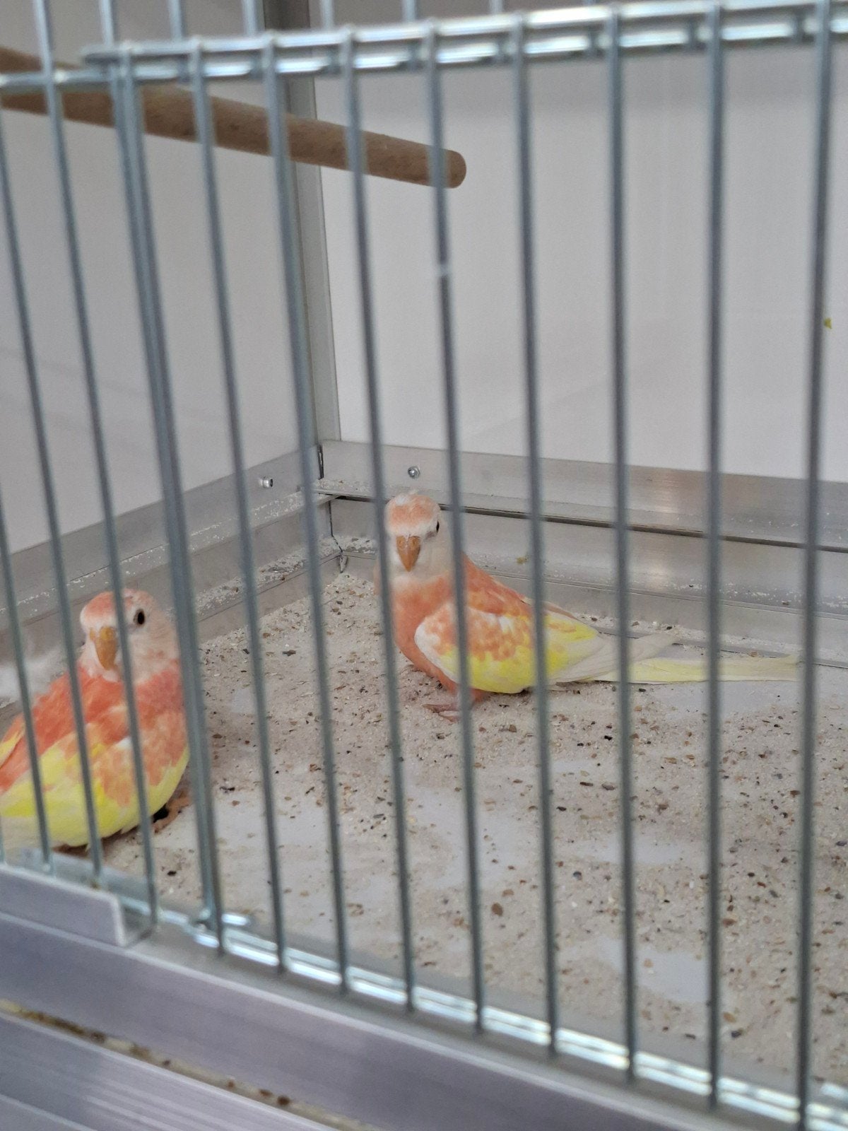 3 mooie bourks poppen, Vrouwelijk