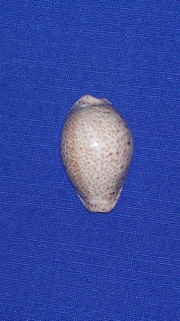 Schelpen, Cypraea turdus, Ophalen of Verzenden, Schelp(en)