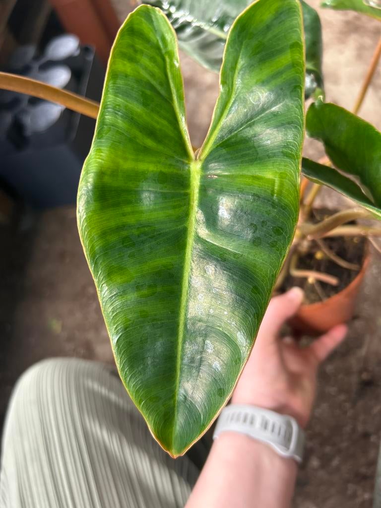 Philodendron Billietiae - Zeldzame Kamerplant in 12cm Pot, Huis en Inrichting, Kamerplanten, Overige soorten, In pot, Minder dan 100 cm