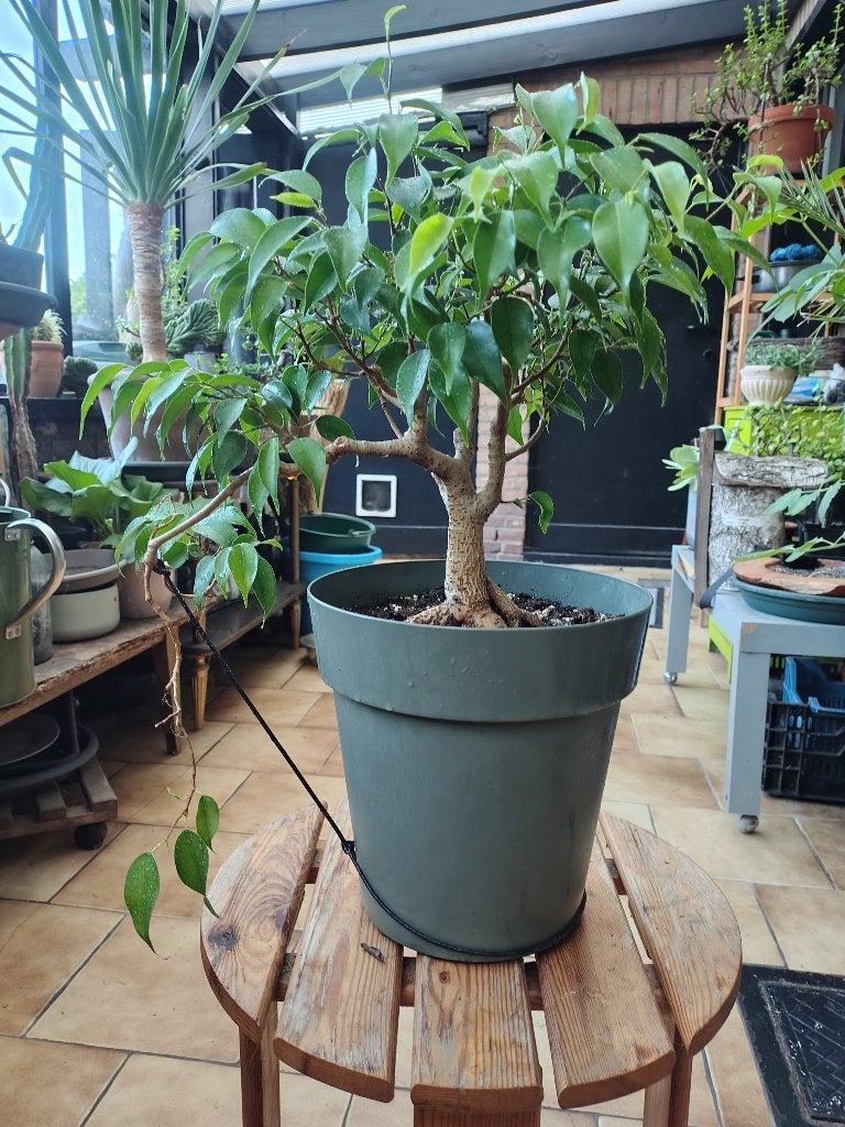 Ficus Benjamina bonsai, Ophalen, Ficus, Halfschaduw, Minder dan 100 cm