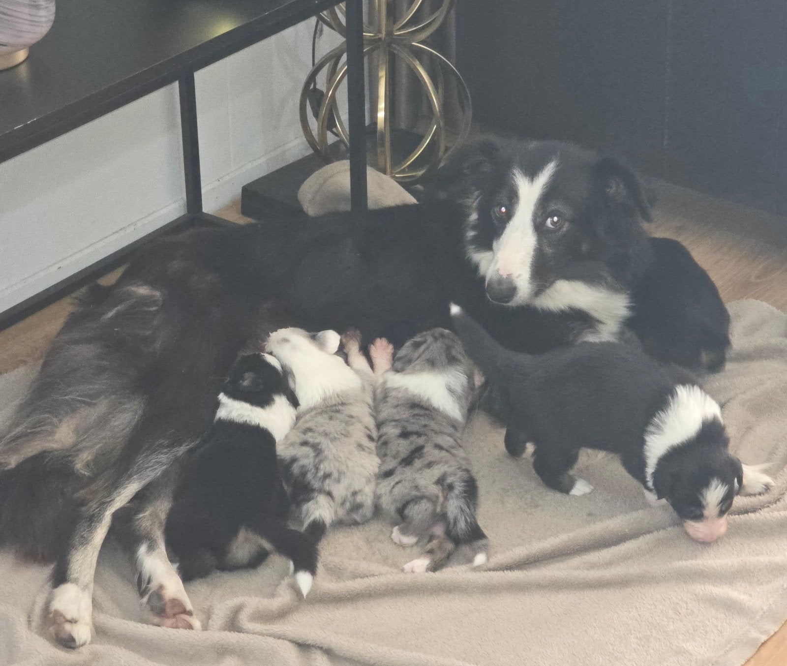 Prachtige border collie x australian sepherd pups!!, Dieren en Toebehoren, Honden | Herdershonden en Veedrijvers, Overige rassen