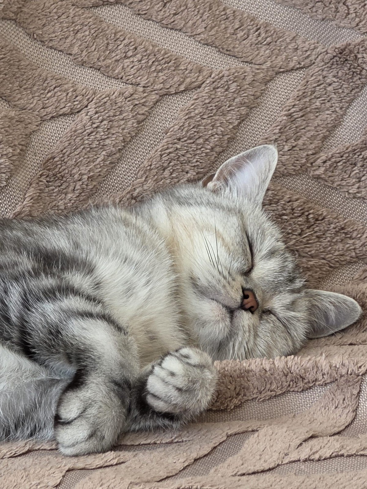 British short hair black silver tabby kleur, Poes, Gechipt, 0 tot 2 jaar