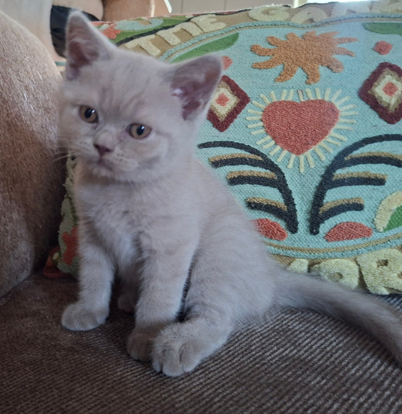 Britse korthaar kittens, Meerdere dieren, Gechipt