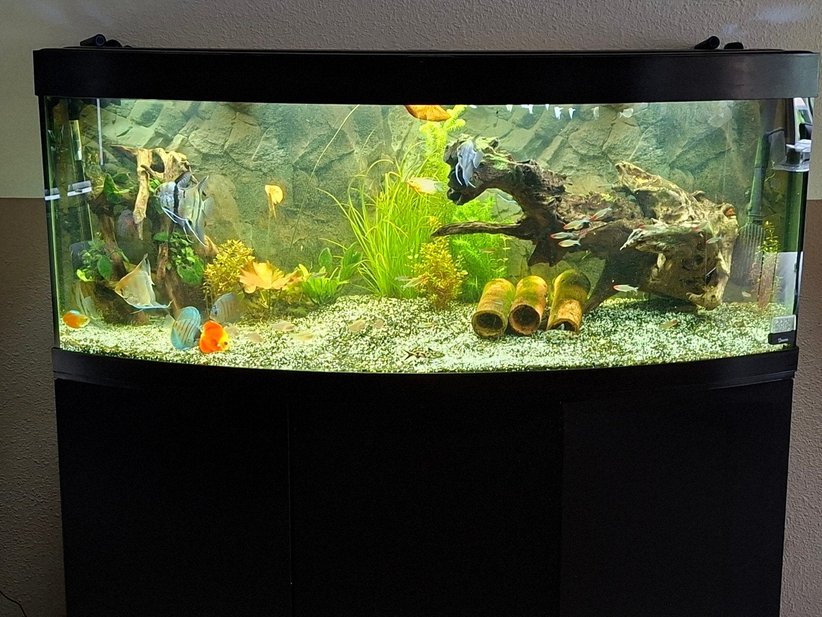 Juwel 450 Vision compleet, Dieren en Toebehoren, Vissen | Aquaria en Toebehoren, Zo goed als nieuw, Gevuld zoetwateraquarium, Inclusief deksel