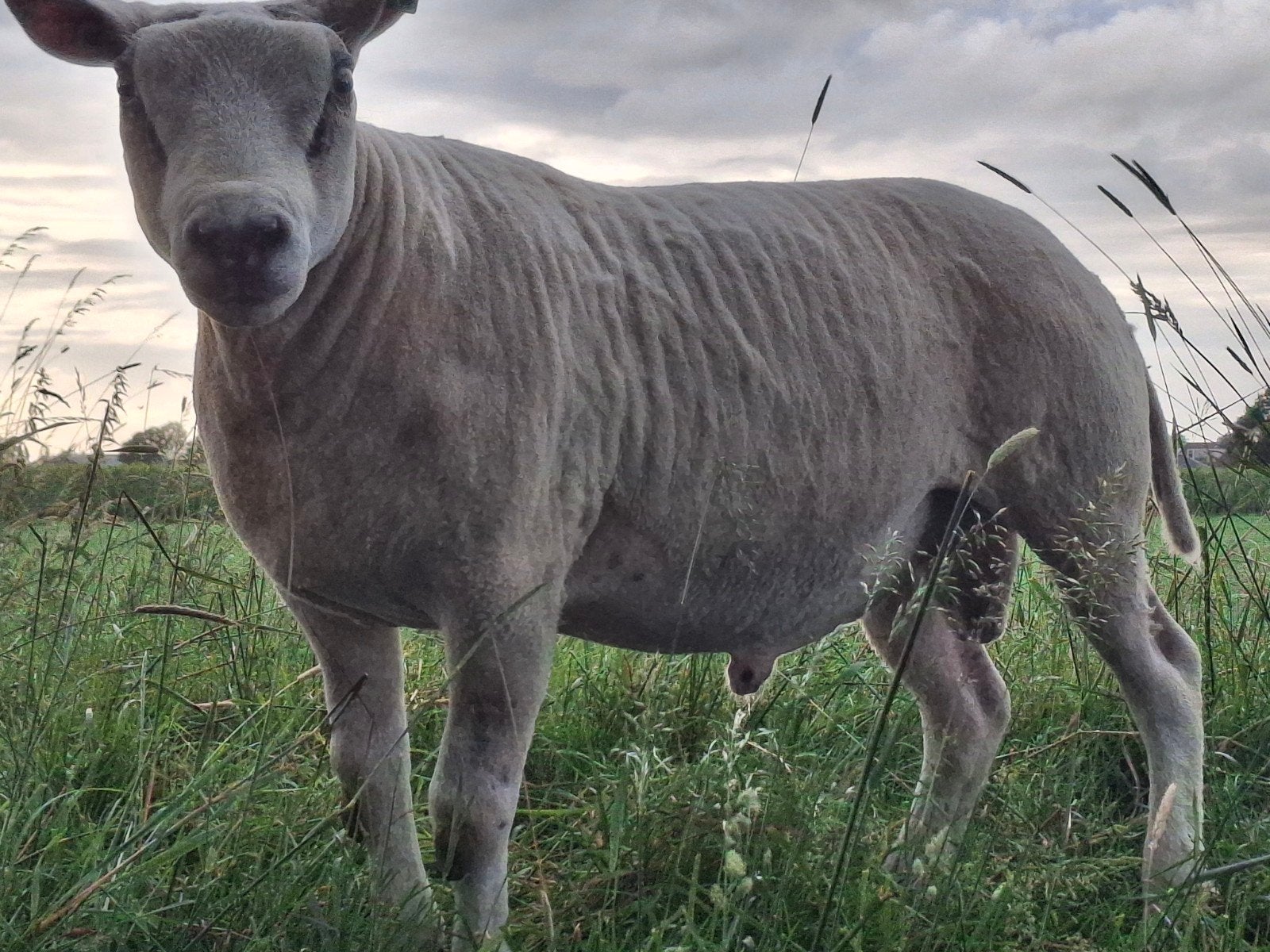 Te koop engelse texelaar dekram, Mannelijk, Schaap