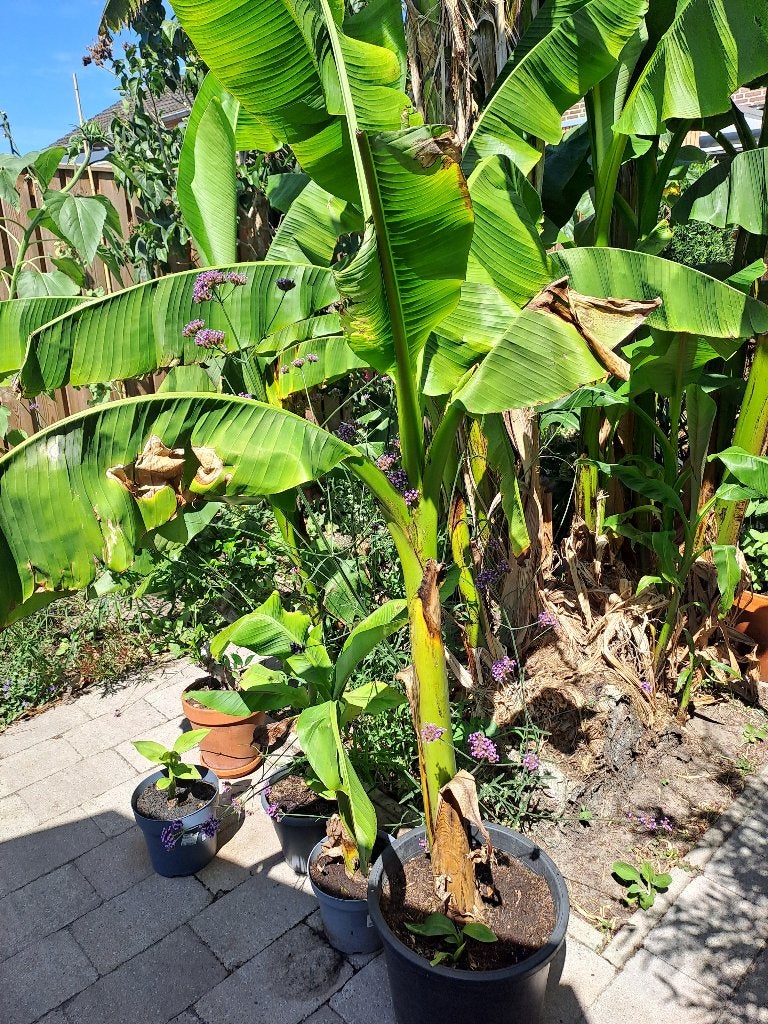 bananenplant, Volle zon, Vaste plant, Zomer, Ophalen