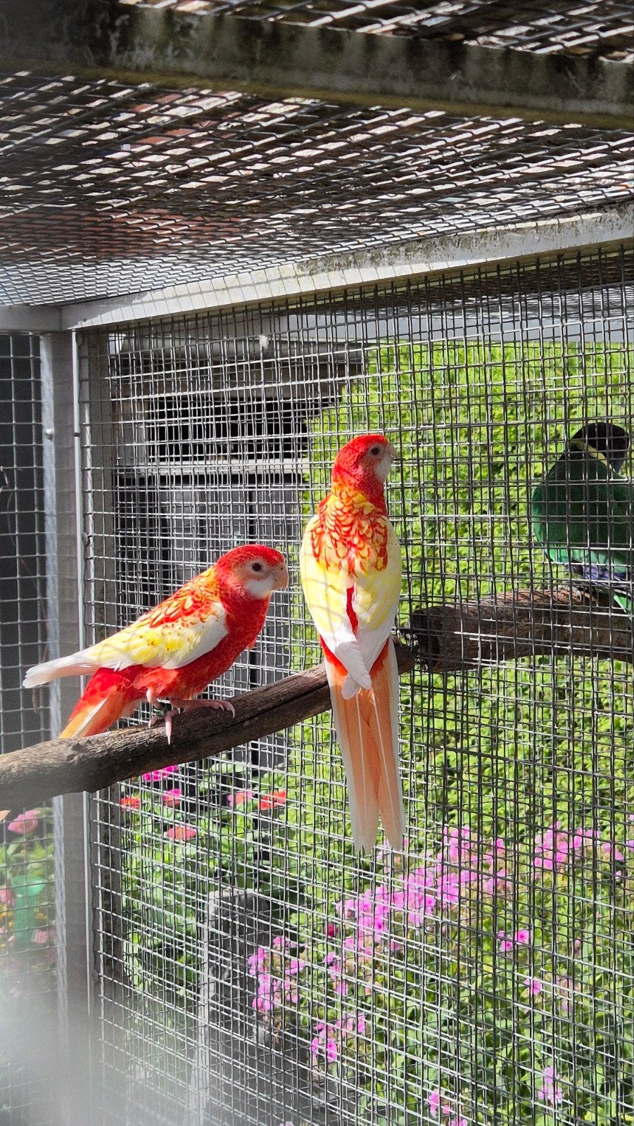 gezocht 2  poppen rubino Rosella, Dieren en Toebehoren, Vogels | Parkieten en Papegaaien, Vrouwelijk, Parkiet, Geringd