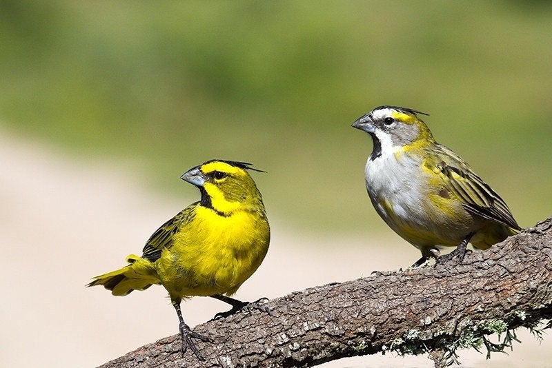 1-1 Groene Kardinaal.   (Gezocht), Dieren en Toebehoren, Meerdere dieren, Tropenvogel, Geringd