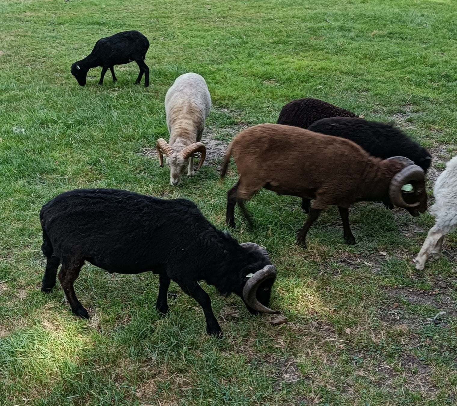 Ouessant ( dek) rammen., Mannelijk, Schaap, 0 tot 2 jaar