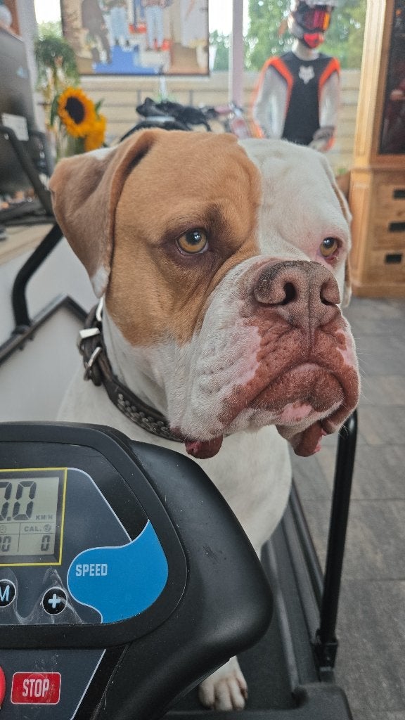 gratis Amerikaanse bulldog, Reu, Parvo, Bulldog, Eén hond