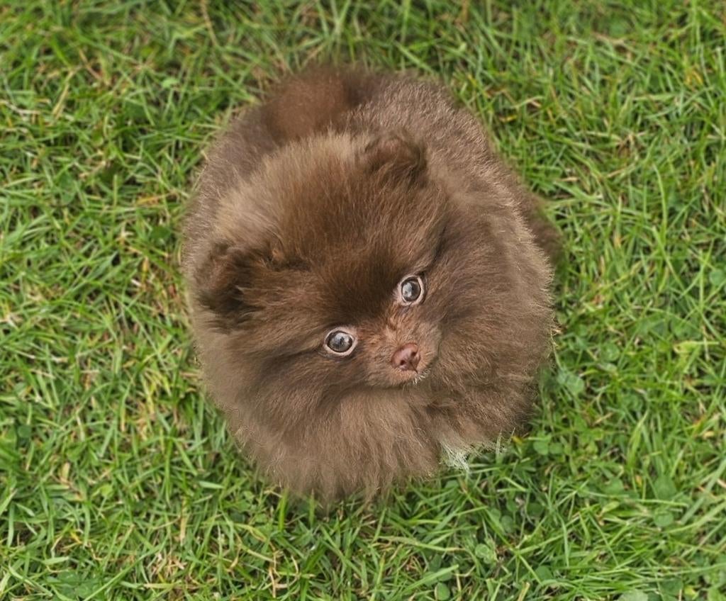 Pomeriaan dwergkees pomeranian teefjes puppies, Dieren en Toebehoren, Nederland, Overige rassen, 8 tot 15 weken, Teef