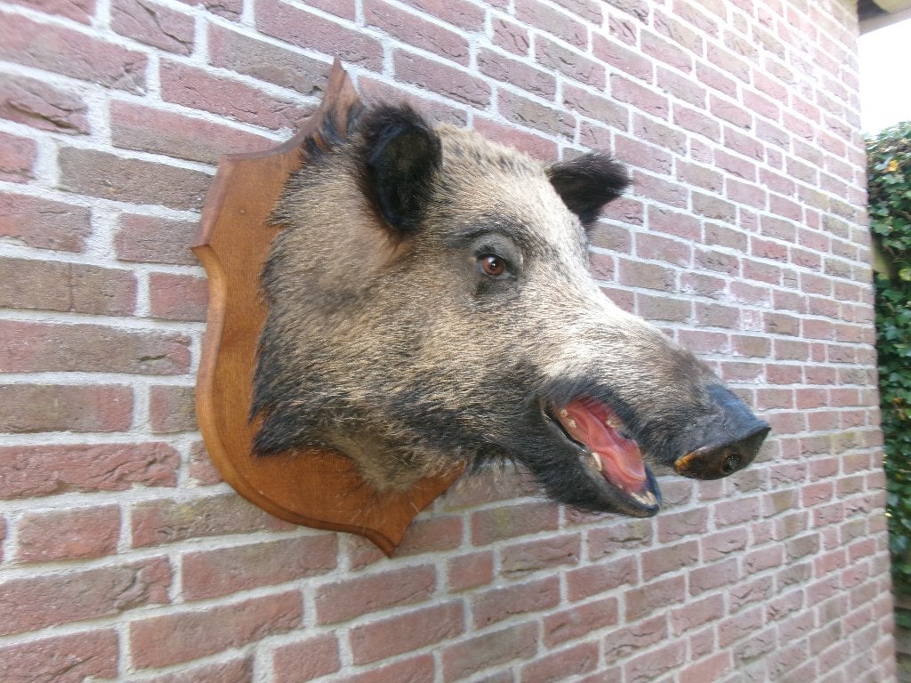 Schitterende grote opgezette wilde zwijnenkop, Verzamelen, Ophalen of Verzenden, Zo goed als nieuw, Wild dier, Opgezet dier