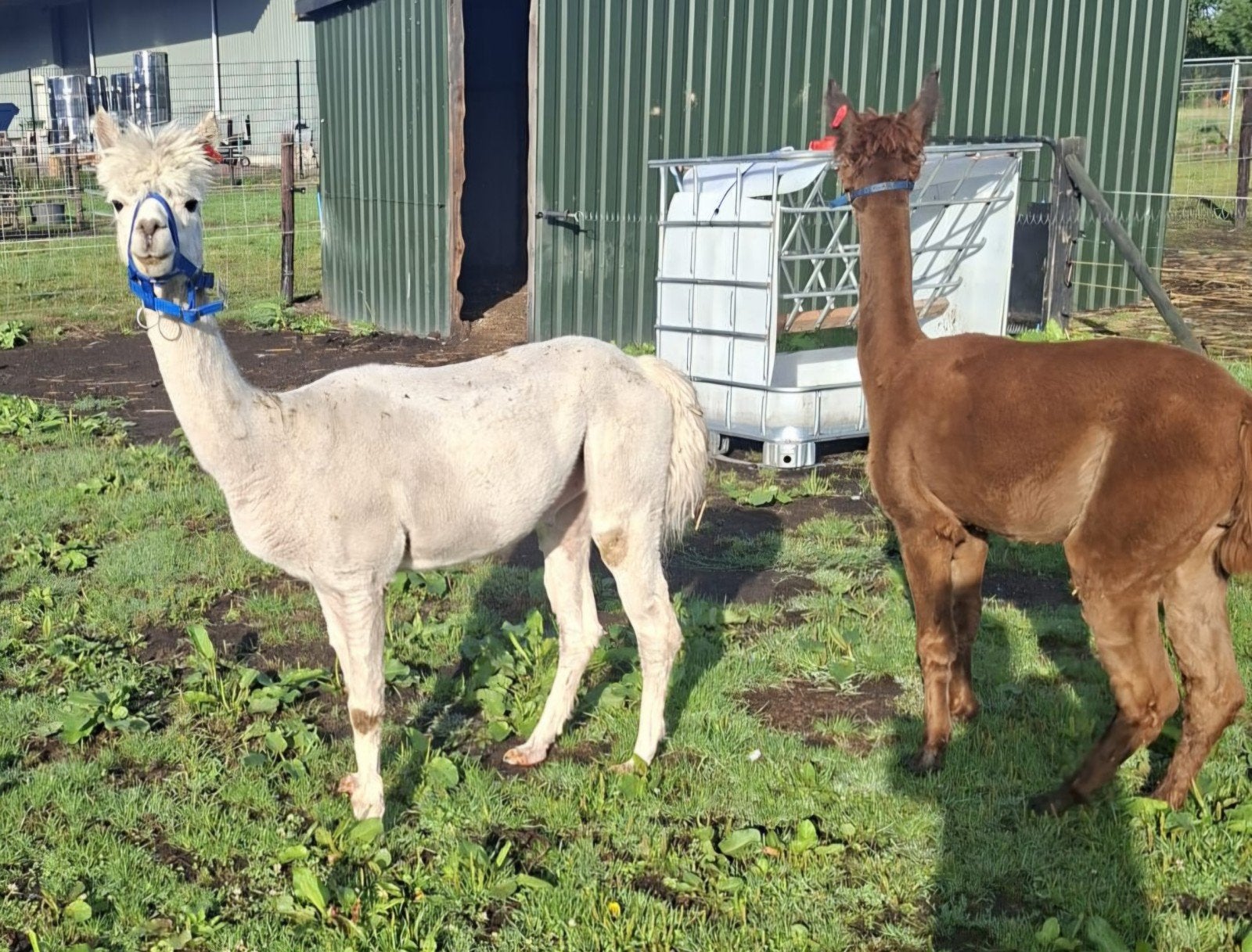 2 brave alpaca ruinen, April, Meerdere dieren