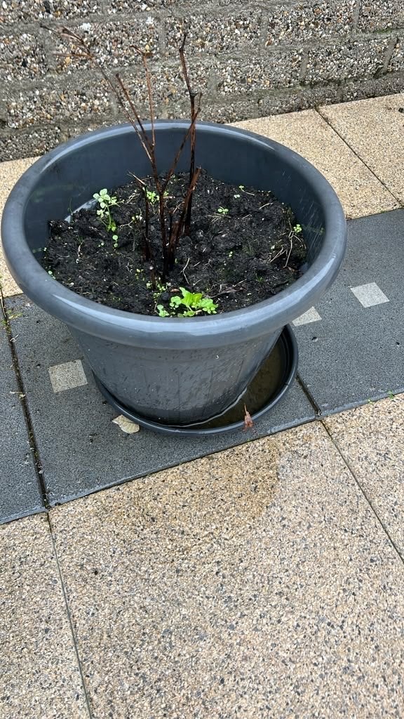 6 kunststof ronde plantenbakken voor tuin/balkon, Tuin en Terras, Ophalen, Kunststof, Gebruikt, Balkon