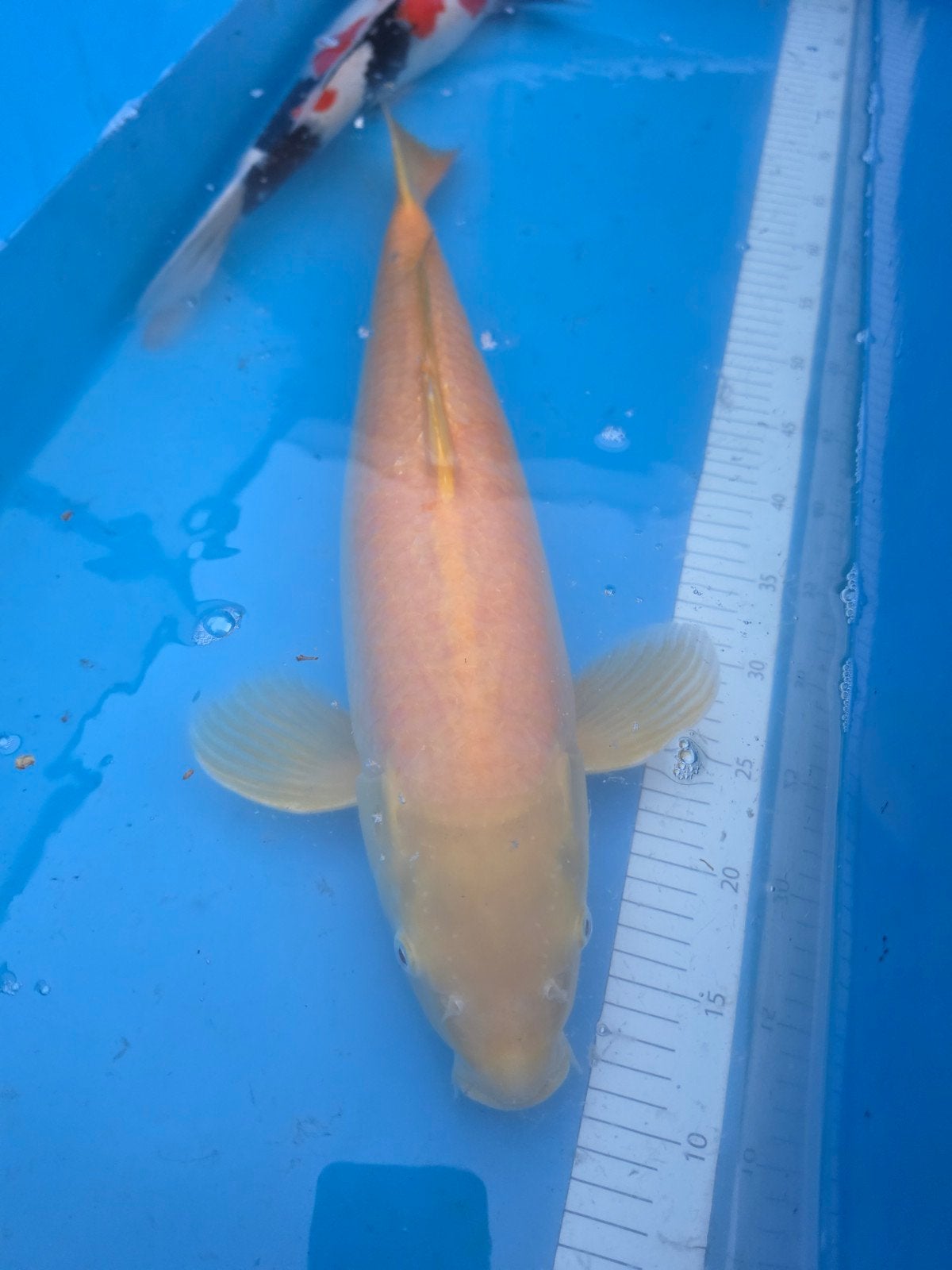 japanse koi's 58-62cm 3ejaars sansai, Dieren en Toebehoren, Goudvis(sen)