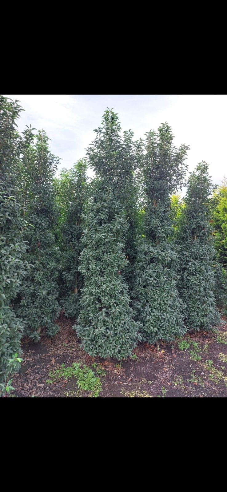 Portugese laulier of lusitanica extra grotebomen 300cm, Ophalen, Bloeit niet, Halfschaduw, Overige soorten