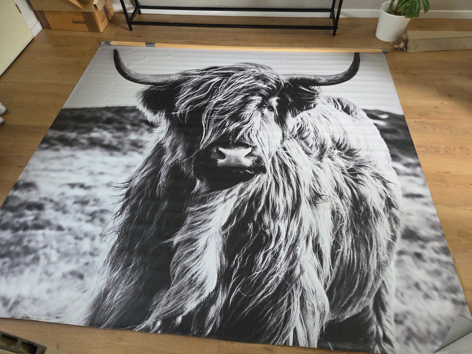Muurposter Schotse Hooglander - 244x260 cm, Ophalen, Gebruikt, 244 cm, Zwart