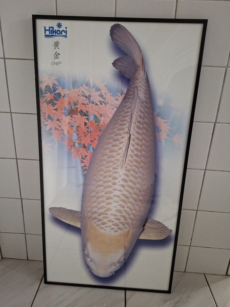 Hikari koi karper schilderij koi soort Ohgon, Ophalen, Schilderij