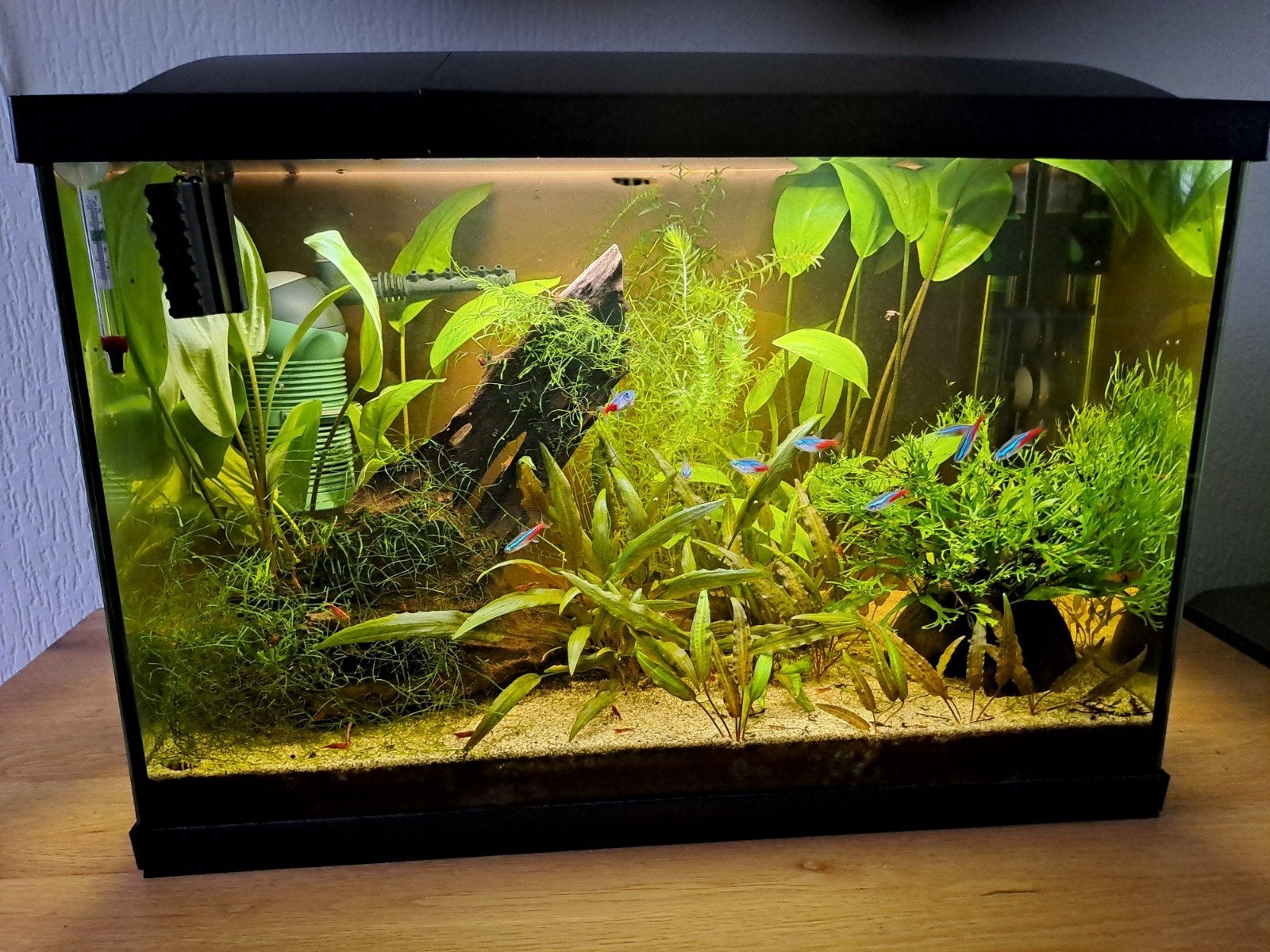 Complete aquarium, Ophalen, Inclusief toebehoren, Superfish, Gevuld zoetwateraquarium