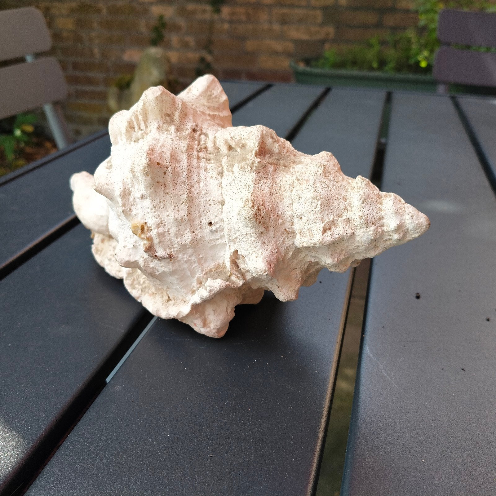 Grote schelp, Antiek en Kunst, Ophalen of Verzenden