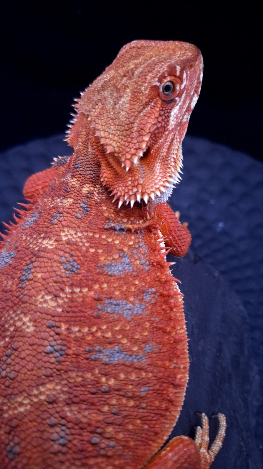 100% Red Monster Leatherback Baardagaam Man Bearded Dragon photo 21
