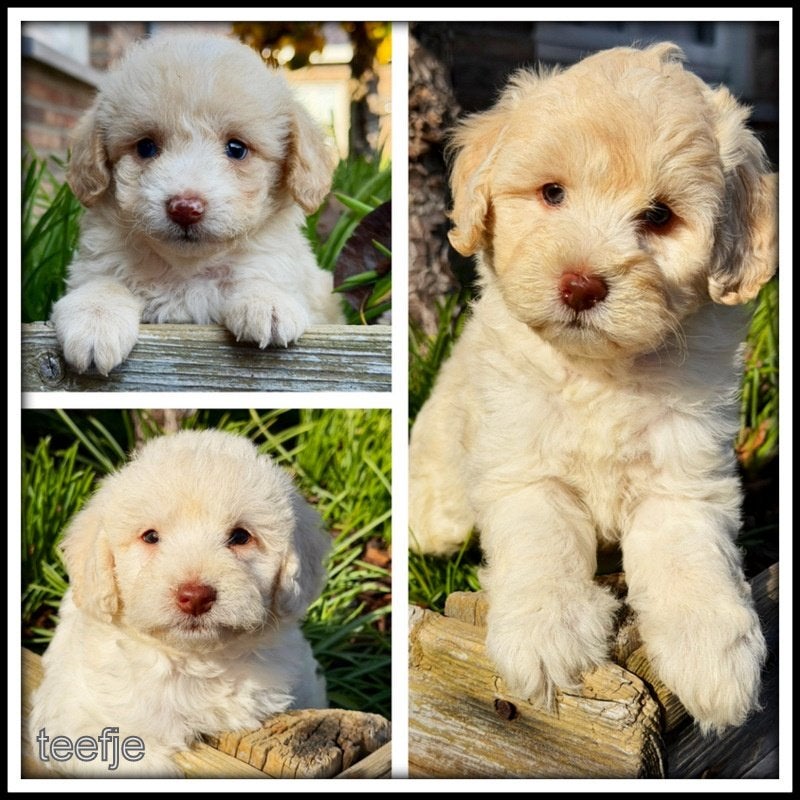 Boompoo F1b pups. Boomer x Poedel, Nederland, Overige rassen, 8 tot 15 weken, CDV (hondenziekte)