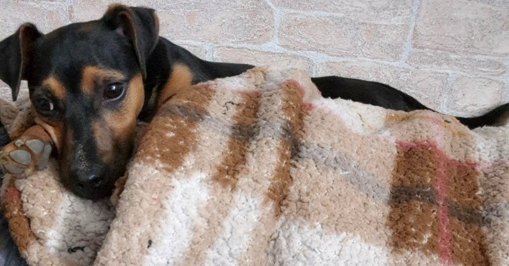 Lieve Jack Russel pup, echt een knuffel, Dieren en Toebehoren, Ophalen, Zo goed als nieuw