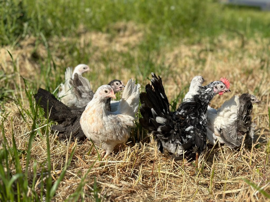 Jonge Tamme Serama kriel kippen gesekst en ingeënt, Dieren en Toebehoren, Pluimvee, Kip, Vrouwelijk