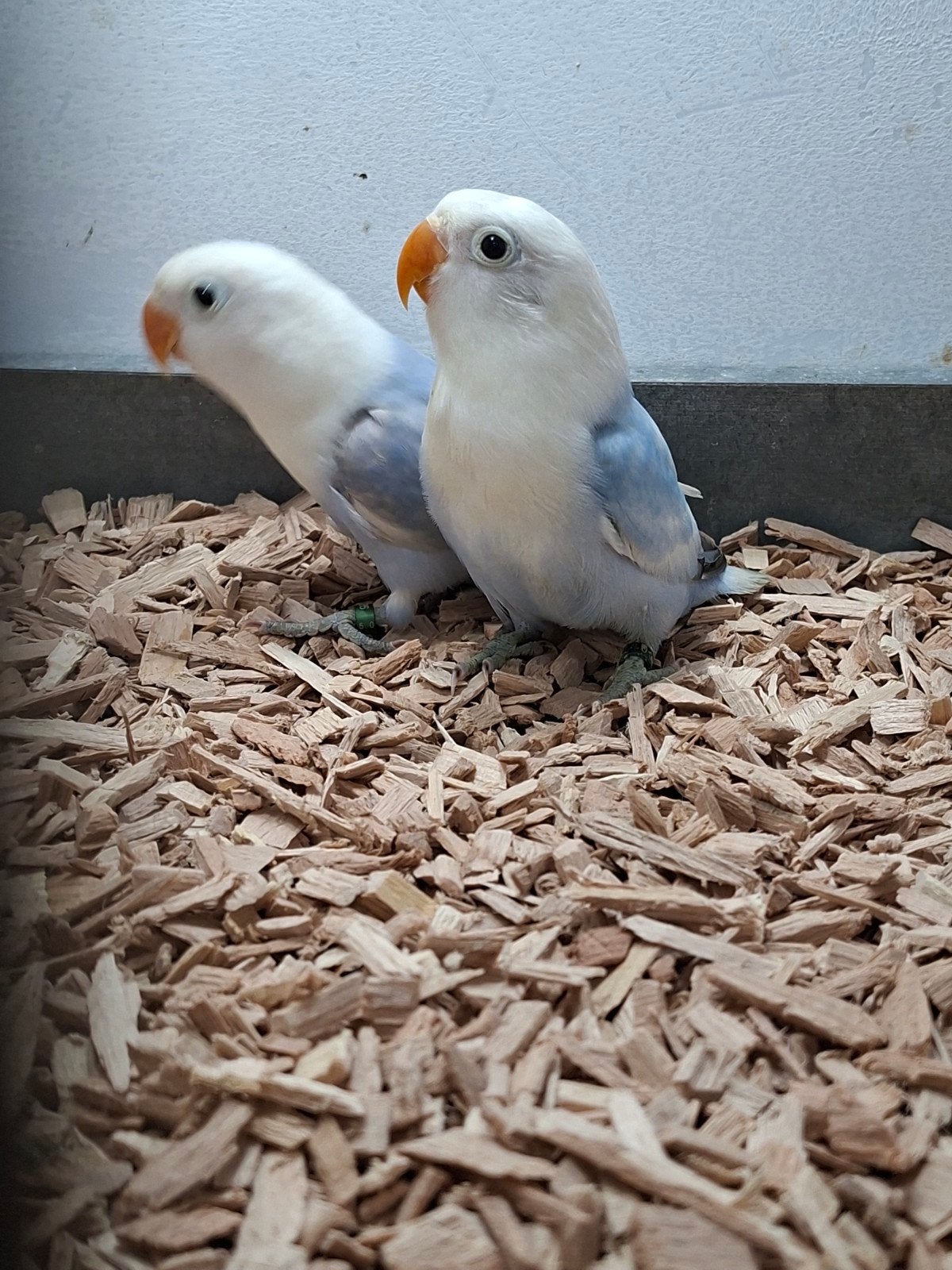 jonge pasgeboren dwergpapegaai agapornis fischeri's, Dieren en Toebehoren, Geslacht onbekend, Dwergpapegaai of Agapornis, Geringd